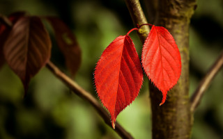 Red leaf forest autumn macro - a tree branch in the forest free wallpaper