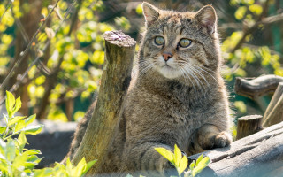 Sad cat forest log animal - in a forest free wallpaper