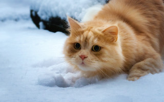 Cat snow black background furry - the camera len free wallpaper