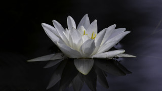 White flower floating black surface - a black surface free wallpaper for desktop