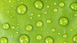 Green leaf water drops macro 19 - a green leaf free wallpaper for desktop