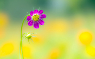 Purple flower yellow field macro - single free wallpaper