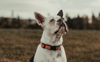 Shiba inu looking up field - aestheticism free wallpaper