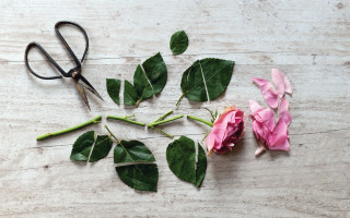 Scissors pink rose wooden table - leaf and buds free wallpaper