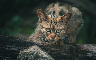 Cat surprised branch nature blurry - daniel lieske free wallpaper for desktop