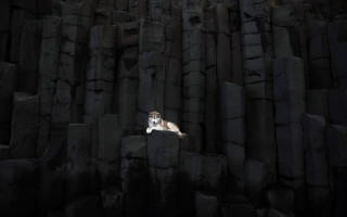 Dog rock formation dark black - dog free wallpaper