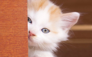 Kitten peeking wooden door blue 2 - funny free wallpaper for desktop