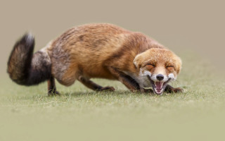 Fox rolling grass open mouth - a fox free wallpaper