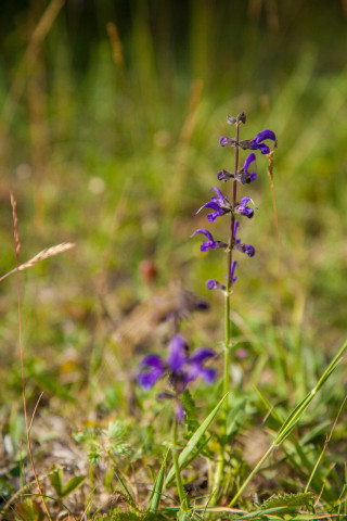 Purple flower grass tree branch - free nature wallpaper for mobile