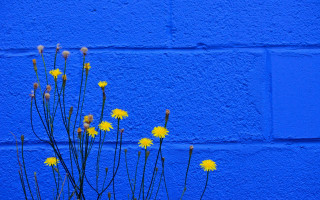 Blue wall yellow flowers minimalist - derek jarman free wallpaper