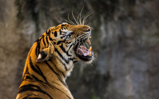 Tiger growling wide open sharp - a tiger free wallpaper