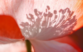 Flower shadow red white macro - white center free wallpaper
