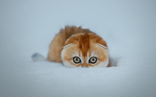 Surreal cat snow shiba inu - surrealism free wallpaper for desktop