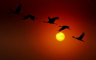 Birds silhouette sunset flying moon - a group of birds free wallpaper
