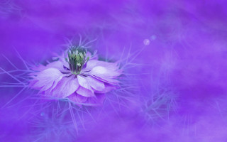 Purple flower fog light shadow - a green center free wallpaper