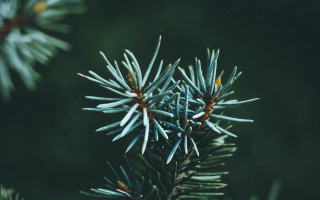 Pine branch needles green blurry - a green background and a blurry background free wallpaper
