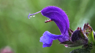 Purple flower water droplets green - free nature wallpaper