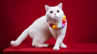 White cat rainbow collar furry - a white cat free wallpaper