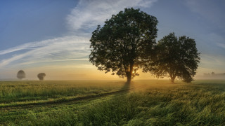 Field trees sunset clouds nature - two tree free wallpaper