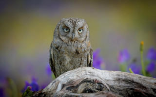 Owl closeup tree stump flowers - a tree stump free wallpaper
