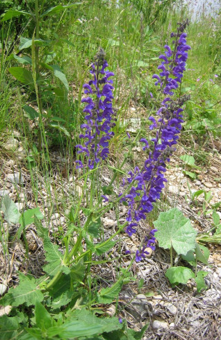 Purple flower grass river hillside - green grass free wallpaper for mobile