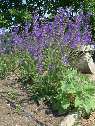 Garden purple flowers rocks bench - vancouver school free wallpaper for mobile