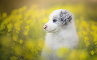 Puppy sad eyes flower field - a puppy free wallpaper
