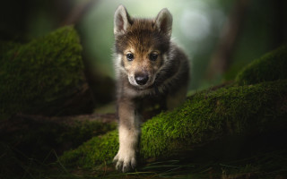 Wolf cub forest curious nature - mossy free wallpaper for desktop