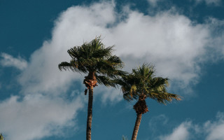Palm trees blue sky clouds 11 - two palm tree free wallpaper