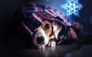 Dog under blanket snowflake blue - a blanket free wallpaper