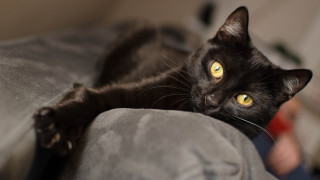 Black cat yellow eyes couch 2 - a person in the background free wallpaper