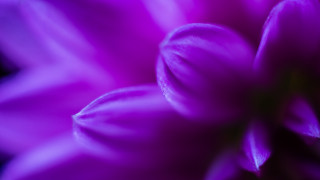 Purple flower water droplets macro 29 - a white center free wallpaper