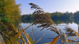 Plant water trees autumn blur - depth of field free wallpaper