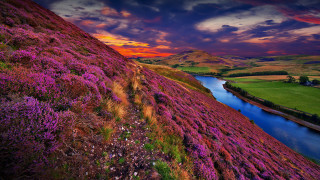 Lush green hillside river purple - david paton free wallpaper