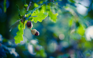 Acorns sunlight blurry background bokeh - aileen eagleton free wallpaper