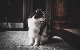 Black white cat carpet room - a portrait free wallpaper