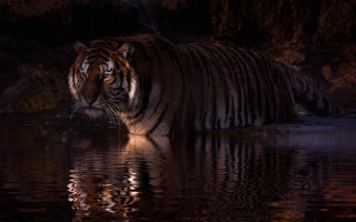 Tiger night water reflection photorealistic - the camera len free wallpaper