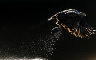 Bird landing over water art - flemish free wallpaper