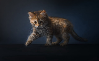 Small kitten walking black surface - a blue background behind free wallpaper