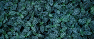 Green leaves closeup minimalism foliage - fine foliage lace free wallpaper for desktop