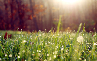 Dewy grass forest sunlight bokeh - dew free wallpaper
