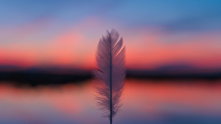 Feather table lake sunset pink - a feather free wallpaper