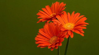 Orange flower vase macro floral - a green background behind them free wallpaper