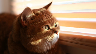 Cat window blinds sunny day - blind free wallpaper for desktop