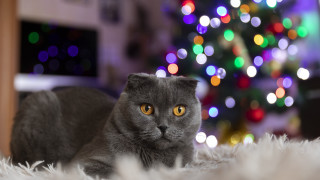 Black cat christmas rug bokeh - bokeh free wallpaper