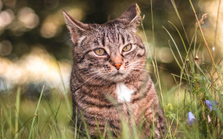 Sad cat in grass dandelion - the grass free wallpaper