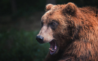 Brown bear open mouth sharp - david begbie free wallpaper