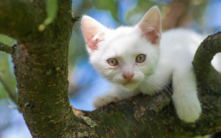 White kitten tree branch curious - a white kitten free wallpaper