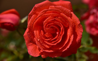 Red rose water droplets macro 31 - a red rose free wallpaper