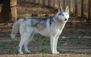 Husky field tree fence blurry - grass and dirt free wallpaper
